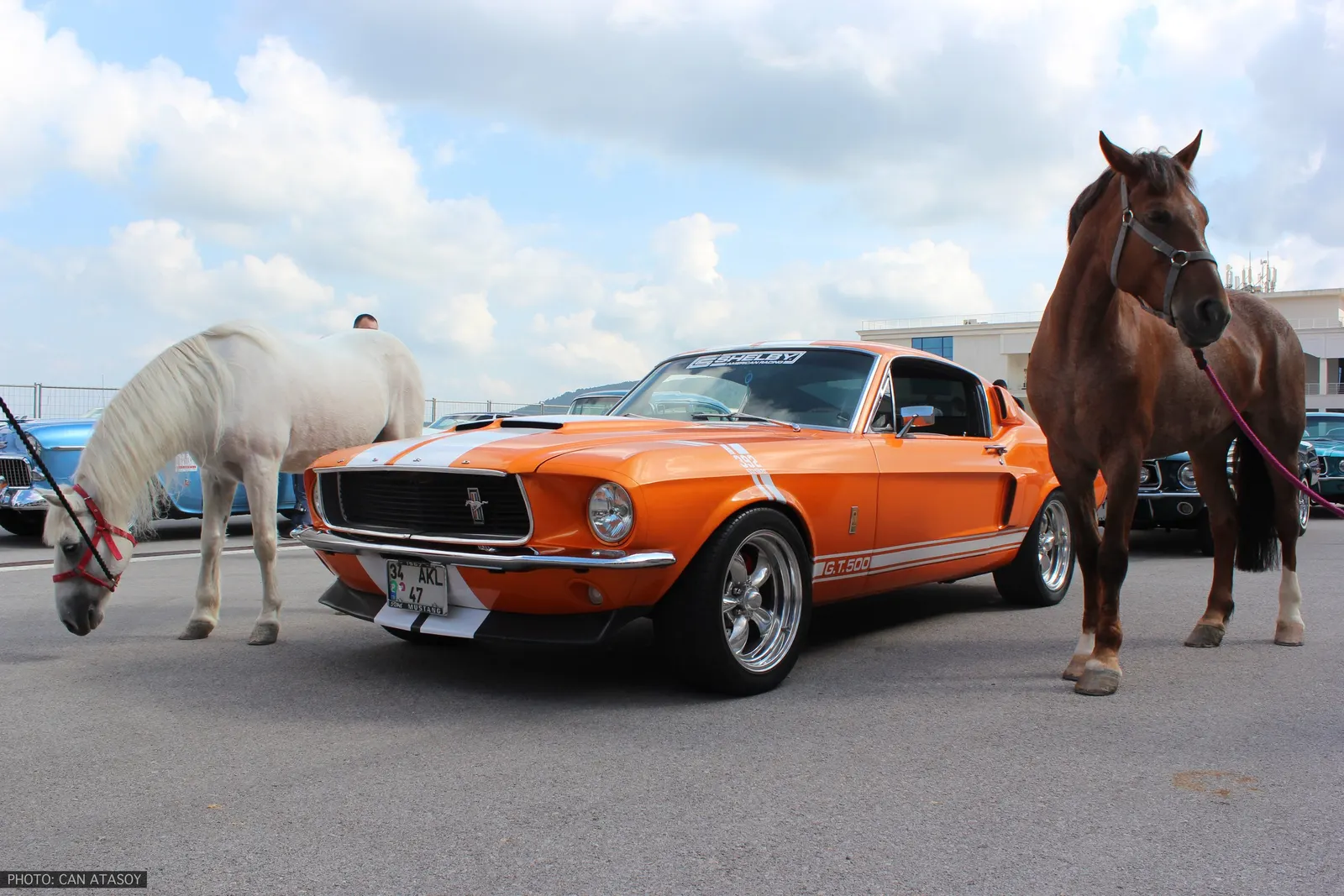 Ford Mustang 50. Yıl Kutlaması 1